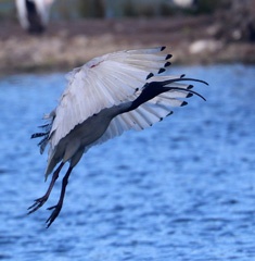 Ibis